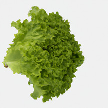 Латук