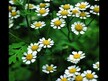 Відео огляд на Nature's Way, Feverfew Herb 380 mg, Піретрум 380 мг, 180 кап