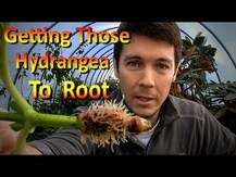 Nature's Answer, Hydrangea Root, Корінь Гортензії, 30 мл