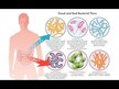 Відео огляд на Mood Probiotic Stress Management Support, Пробіотики, 60 капсул