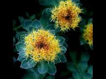 Nature's Way, Rhodiola Standardized