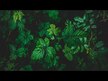 Видео обзор на Эхинацея и Желтокорень, Echinacea Goldenseal, 60 капсул