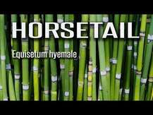 Eclectic Herb, Horsetail, Хвощ польовий, 60 мл
