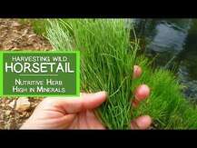 Хвощ полевой 440 мг, Horsetail Grass 440 mg, 100 капсул