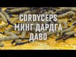Відео огляд на Nature's Way, Cordyceps, Кордицепс 1000 мг, 60 капсул
