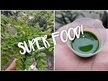 Відео огляд на Solaray, Moringa Leaf Extract, Морінга 450 мг, 60 капсул