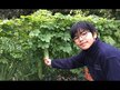 Видео обзор на Горькая дыня 200 мг, Bitter Melon 200 mg, 90 капсул