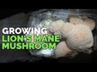 Видео обзор на Грибы Львиная грива, Lion's Mane, 120 капсул
