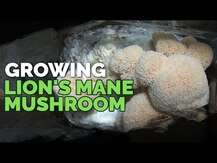 Host Defense Mushrooms, Lion's Mane, Гриби Левова грива, 120 к...