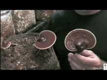 Host Defense Mushrooms, Reishi, Гриби Рейши, 100 г