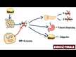 Відео огляд на Enzyme Complete DPP-IV With ISOGEST, Ферменти, 180 капсул