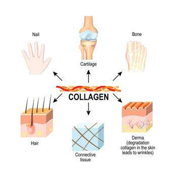 Collagen, Колаген